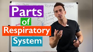 Parts of the Respiratory System  Overview [upl. by Lokkin]