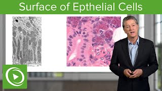 Epithelial Cells Surface amp Infoldings – Histology  Lecturio [upl. by Metsky530]