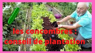 Concombres  conseil de plantation [upl. by Aneehsyt]