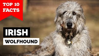 Irish Wolfhound  Top 10 Facts [upl. by Enitsud]