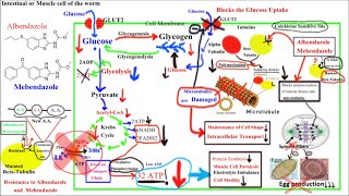 Pharmacology of ANTIHELMINTHICS AnthelminticsPart 1Albendazole and Mebendazole [upl. by Ramuk]