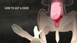 HUNTINGsmart How to Field Dress a Deer [upl. by Roye]