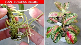 3 EASIEST Ways To Propagate Aglaonema Plant [upl. by Siurad]