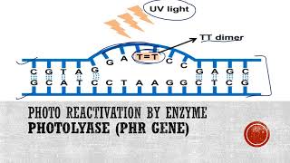 Photoreactivation or Light repair of DNA [upl. by Nollad536]