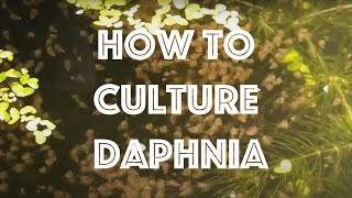 How To Culture Daphnia Magna [upl. by Oirom]