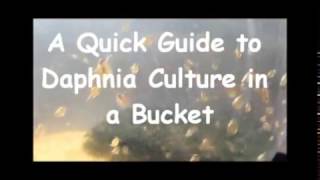 How to culture daphnia outside [upl. by Simetra]