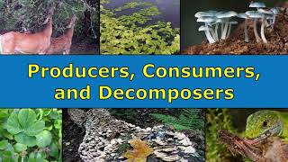 Producers Consumers and Decomposers Overview [upl. by Miquela]