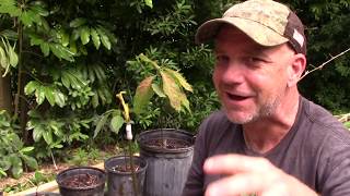 Avocado Tree from Seed to Fruit [upl. by Airotal201]