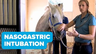 Equine Training Nasogastric Intubation [upl. by Enaile]