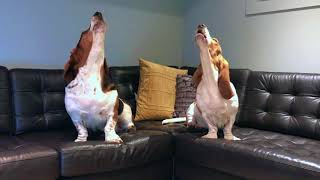 howling basset duet [upl. by Cartie]