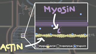 Muscle Contraction Action potential  Cross Bridge Formation [upl. by Susann331]