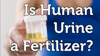 Can Human Urine be used as a Fertilizer in your Organic Garden [upl. by Ajdan]