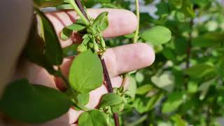 70 Edible Perennials in a Zone 7 Garden  Garden Tour 2019 [upl. by Rolecnahc277]