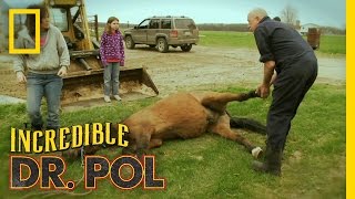 The Incredible Dr Pol  Dr Pols Blog [upl. by Annavahs]