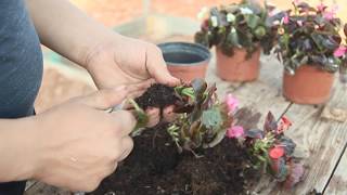 How to Grow Begonias [upl. by Ettore35]