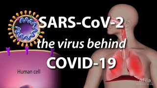 Understanding the Virus that Causes COVID19 Animation [upl. by Spindell950]