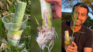 Easiest Way to Grow Sugarcane [upl. by Domela]