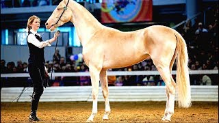 The Golden Horse Most beautiful horse on earth  Akhal Teke [upl. by Keheley341]