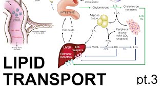 Lipid Transport Pt 3 [upl. by Gratt950]