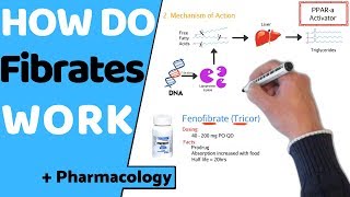 How do Fibrates Work  Pharmacology [upl. by Trueman]