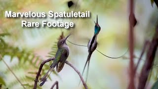 Rare Hummingbird Footage Marvelous Spatuletail Mating Dance [upl. by Sturdivant]