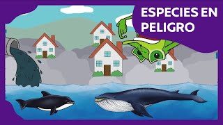 Top 5 Animales en Peligro de Extinción [upl. by Semyaj110]