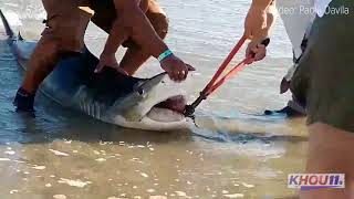 Raw Man catches releases shark on Galveston Beach [upl. by Meijer]