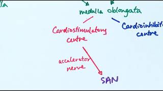 The Cardiac Conduction System [upl. by Klapp]