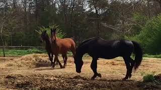 Pasture Breeding Morgan Horses  Educational  40118 Easter Sunday [upl. by Anderea]