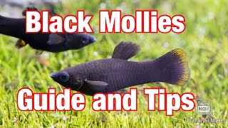 Black Mollies  The Best Beginner Fish Guide [upl. by Yerocaj688]