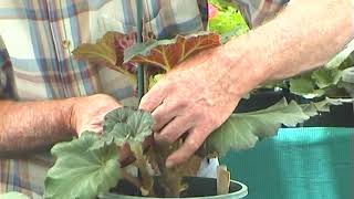 Begonias  Growing from Tubers [upl. by Kroy288]