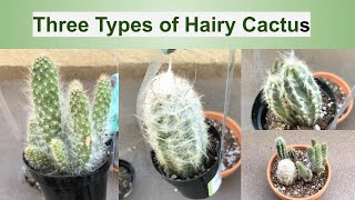 Three Types of Hairy Cactus Repotting And Care Guide [upl. by Eiralih469]