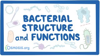 Bacterial Structure and Functions [upl. by Donaghue]