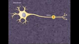 The Nerve Impulse HD Animation [upl. by Hallsy]