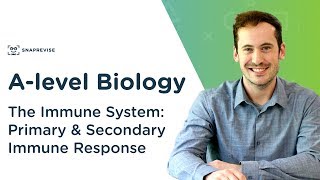 The Immune System Primary amp Secondary Immune Response  Alevel Biology  OCR AQA Edexcel [upl. by Asyl]