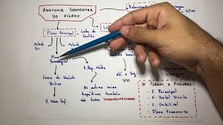 Segmentação hepática  Anatomia em 3 min [upl. by Saxon]