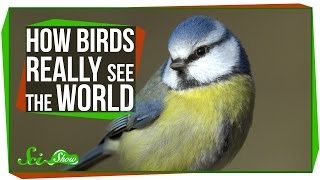 How Birds Really See the World [upl. by Livesay439]