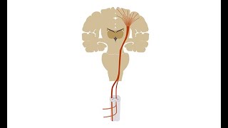 Diagnosing amyotrophic lateral sclerosis ALS [upl. by Afton]