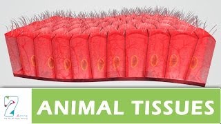 ANIMAL TISSUES  PART 01 [upl. by Ateekram]