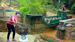 Harvesting Many Pigs From Pig Farm Goes To Sell  Use Truck To Transport Many Pigs  Farm Life [upl. by Nilecoj126]