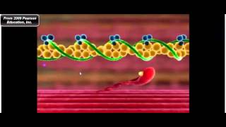 CrossBridge Cycle of Muscle Contraction [upl. by Ashman]