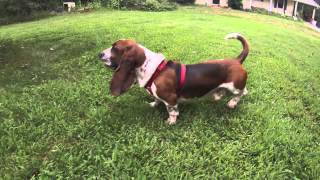 basset hound barking and running [upl. by Deutsch486]