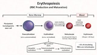 Normal RBC Physiology Including erythropoiesis [upl. by Enyamrahc]