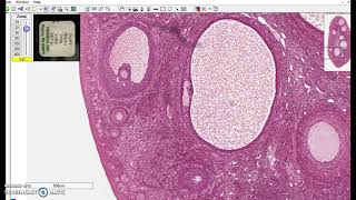 Stratified cuboidal epithelium [upl. by Hyps]