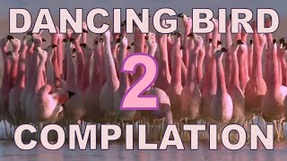 Dancing Birds Compilation Part 2 [upl. by Teillo]