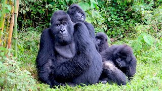 Gorilla trekking in Rwanda epic amp moving adventure [upl. by Arinaid347]