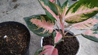 How to Propagate Aglaonema at Home  Best amp Easy Way  Propagate Aglaonema Plant Cuttings [upl. by Musser]