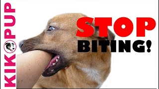 STOP your puppy BITING mouthing [upl. by Anailli82]