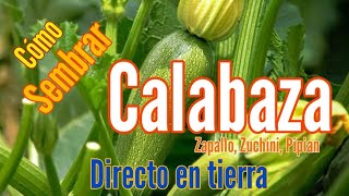 Calabazas Cómo sembrar calabaza fácilmente en la tierra [upl. by Josefina]