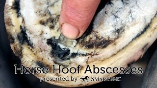 Horse Hoof Abscesses [upl. by Koo674]